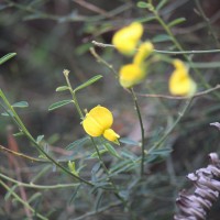 <i>Crotalaria albida</i>  B.Heyne ex Roth